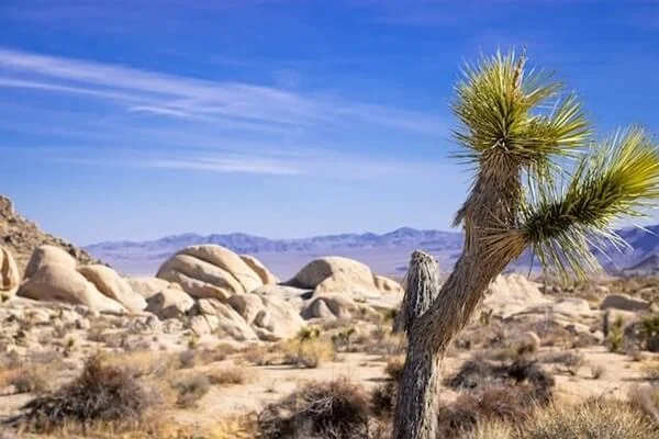 Removalists Northern